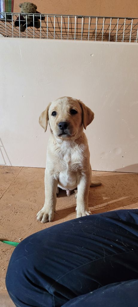 de Jouc D'olly's Fields - Chiot disponible  - Labrador Retriever