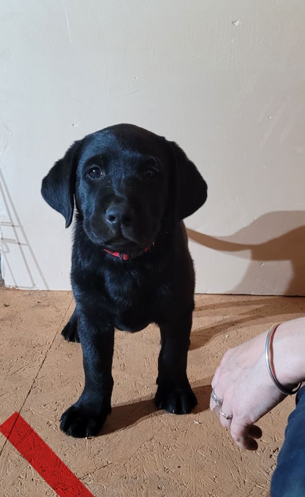 de Jouc D'olly's Fields - Chiot disponible  - Labrador Retriever