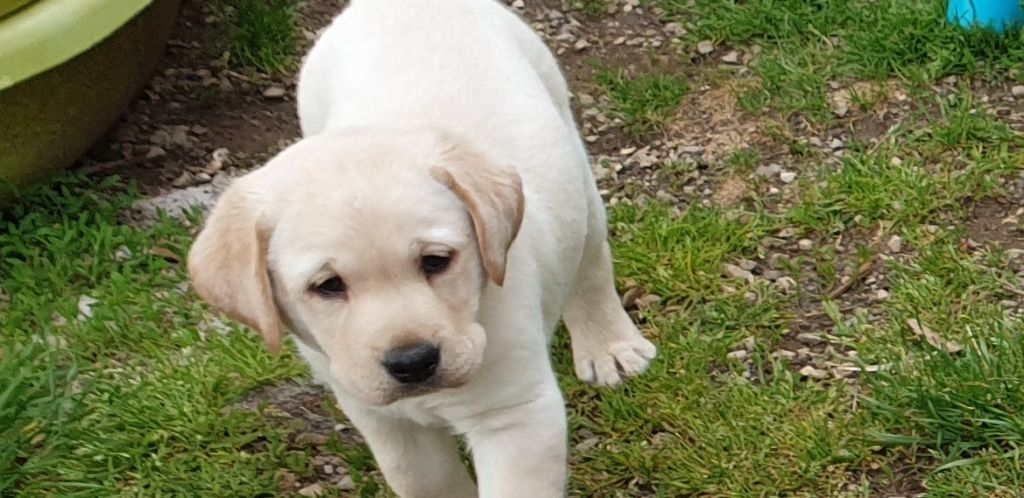 de Jouc D'olly's Fields - Labrador Retriever - Portée née le 03/04/2019