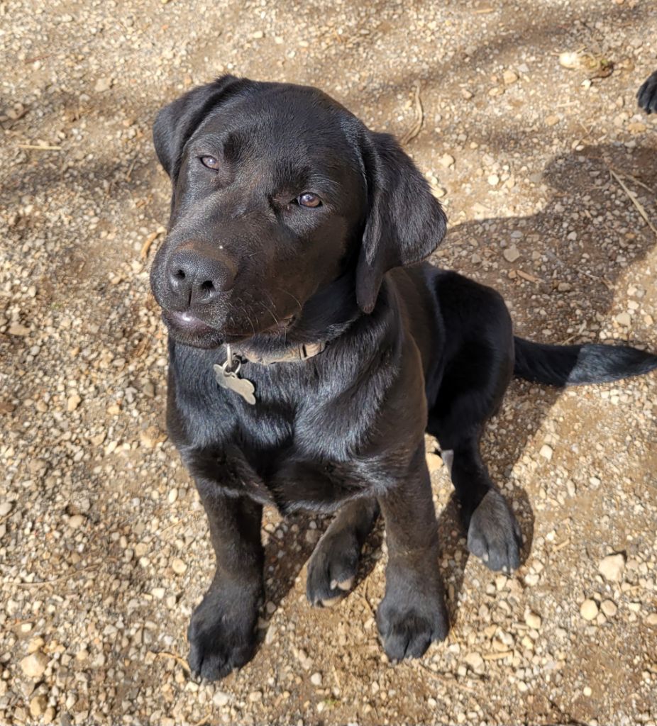 de Jouc D'olly's Fields - Chiots disponibles - Labrador Retriever