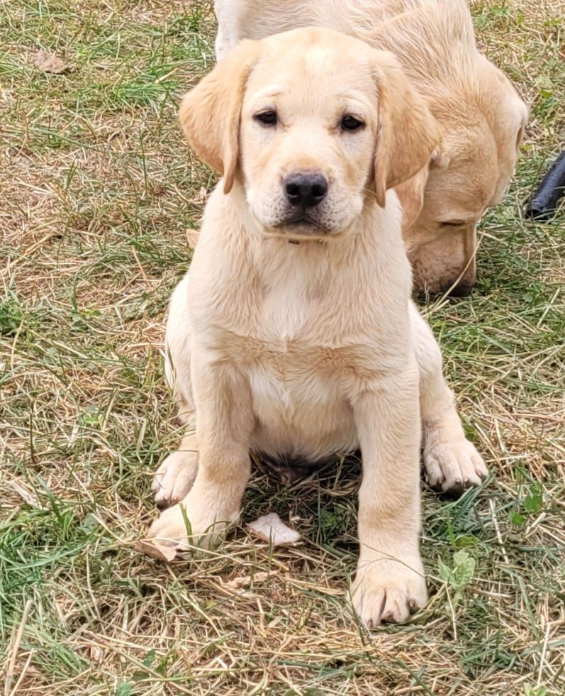 de Jouc D'olly's Fields - Chiots disponibles - Labrador Retriever